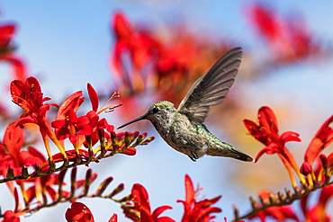 A female Anna's Hummingbird (Calypte anna) flies through the Lucifer crocosmia (Crocosmia curtonus) in an Oregon flower garden in summertime; Astoria, Oregon, United States of America