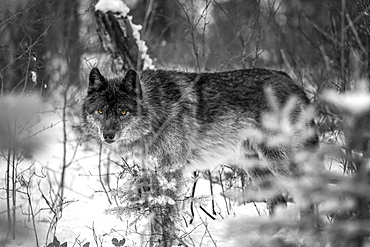 Wolf (Canis lupus) looking out from trees in snow; Golden, British Columbia, Canada