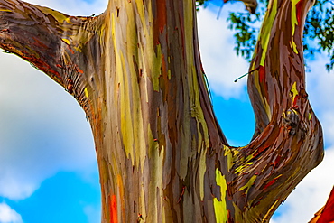 Rainbow Eucalyptus tree (Eucalyptus deglupt); Hawaii, United States of America