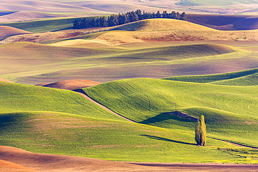 Colourful rolling hills of farmland around the Palouse region in Eastern Washington; Washington, United States of America