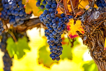 Clusters of grapes (vitis) on a vine with autumn coloured foliage, Okanagan Valley vineyards; British Columbia, Canada