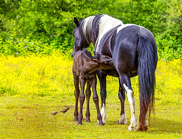 Horse and foal standing together in a pasture; Saskatchewan, Canada