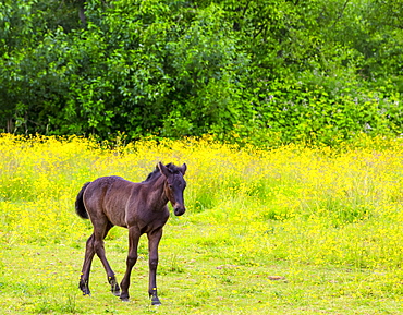 Brown horse in a pasture; Saskatchewan, Canada