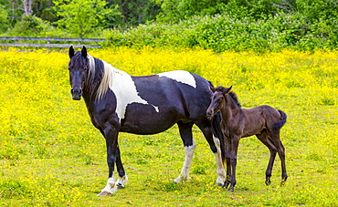 Horse and foal standing together in a pasture; Saskatchewan, Canada