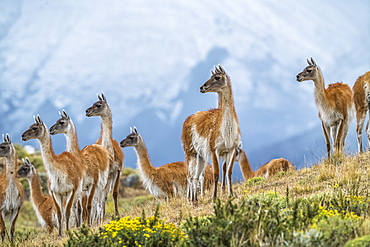 Guanaco (Lama guanicoe) is the primary food source for the puma of Southern Chile; Torres del Paine, Chile