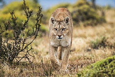 Puma with an injured eye walking through the landscape in Southern Chile; Chile