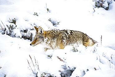 Coyote (Canis latrans) trudging through deep snow in Yellowstone National Park; Wyoming United States of America