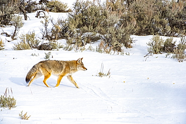 Coyote (Canis latrans) trotting across a snowy meadow on a sunny winter day in Yellowstone National Park; Wyoming United States of America