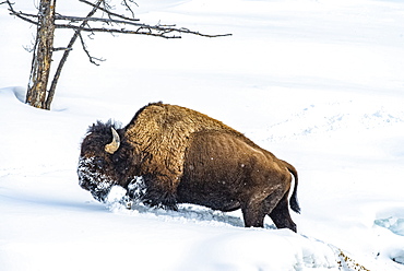 American Bison bull (Bison bison) plowing through deep snow in the Firehole River Valley, Yellowstone National Park; Wyoming, United States of America