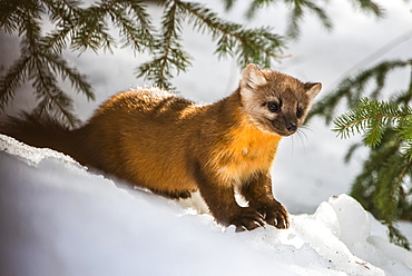 American Marten (Martes americana) sits on snowbank beneath conifer branches; Silver Gate, Montana, United States of America