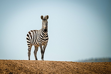 Plains zebra (Equus quagga) stands on ridge in sun, Grumeti Serengeti Tented Camp, Serengeti National Park; Tanzania