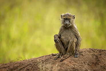 Olive baboon (Papio anubis) sits on bank facing camera, Grumeti Serengeti Tented Camp, Serengeti National Park; Tanzania