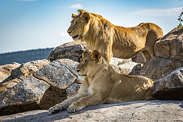 Male lion (Panthera leo) stands behind lioness on rock, Klein's Camp, Serengeti National Park; Tanzania