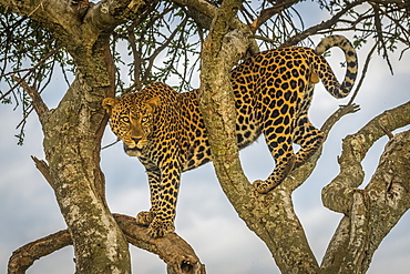 Male leopard (Panthera pardus) stands in tree looking out, Cottar's 1920s Safari Camp, Maasai Mara National Reserve; Kenya