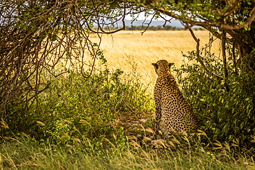 Male cheetah (Acinonyx jubatus) sits under tree scanning savannah, Grumeti Serengeti Tented Camp, Serengeti National Park; Tanzania