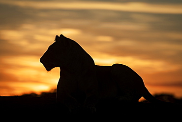 Lioness (Panthera leo) lies in silhouette against dawn sky, Grumeti Serengeti Tented Camp, Serengeti National Park; Tanzania