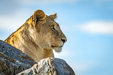 Lioness (Panthera leo) lies on kopje looking over rocks, Klein's Camp, Serengeti National Park; Tanzania