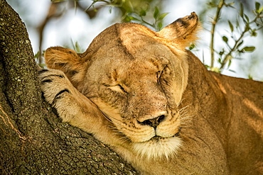 Close-up of lioness (Panthera leo) on branch lying asleep, Grumeti Serengeti Tented Camp, Serengeti National Park; Tanzania