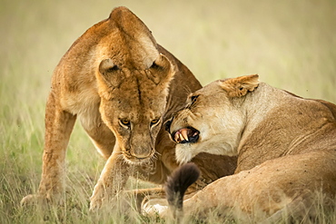 Close-up of lioness lying growling at cub, Grumeti Serengeti Tented Camp, Serengeti National Park; Tanzania