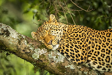 Close-up of leopard (Panthera pardus) asleep on lichen-covered branch, Cottar's 1920s Safari Camp, Maasai Mara National Reserve; Kenya