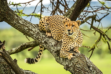 Male cheetah (Acinonyx jubatus) lies in tree looking out, Klein's Camp, Serengeti National Park; Tanzania