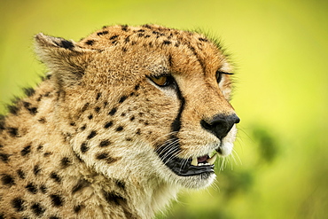 Close-up of cheetah (Acinonyx jubatus) face against blurred background, Klein's Camp, Serengeti National Park; Tanzania