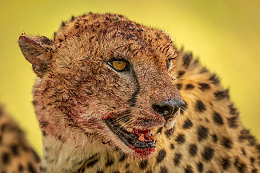 Close-up of cheetah (Acinonyx jubatus) turning blood-stained head right, Klein's Camp, Serengeti National Park; Tanzania