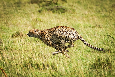 Cheetah (Acinonyx jubatus) at full speed with legs bunched, Klein's Camp, Serengeti National Park; Tanzania