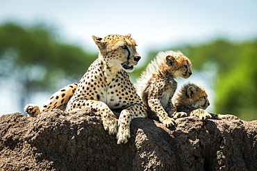 Cheetah and two cubs (Acinonyx jubatus) lying on mound, Grumeti Serengeti Tented Camp, Serengeti National Park; Tanzania