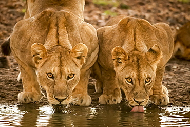 Two lionesses (Panthera leo) lie drinking from water hole, Grumeti Serengeti Tented Camp, Serengeti National Park; Tanzania