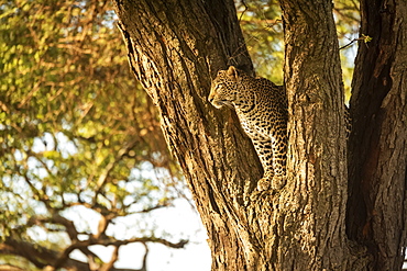 Leopard (Panthera pardus) looking out from fork of tree, Grumeti Serengeti Tented Camp, Serengeti National Park; Tanzania