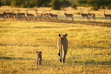 Impala (Aepyceros melampus) harem watches lioness and cub (Panthera leo) approach, Grumeti Serengeti Tent Camp, Serengeti National Park; Tanzania