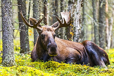 A bull moose (Alces alces) resting in a forest on Fort Greely; Alaska, United States of America