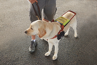 Blind man standing with service dog