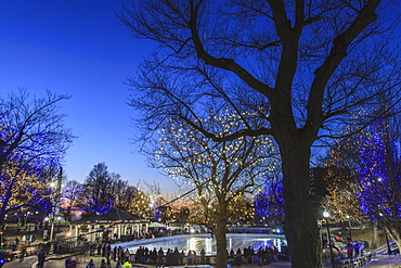 Frog Pond in Boston Common with holiday lighting, Boston, Massachusetts, USA