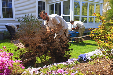 Landscapers putting mulch from wheelbarrows into a home flower garden