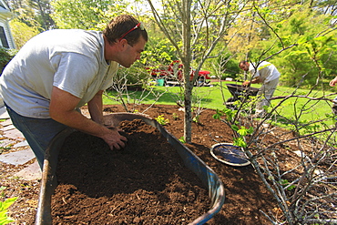 Landscaper mulching a garden using a wheelbarrow