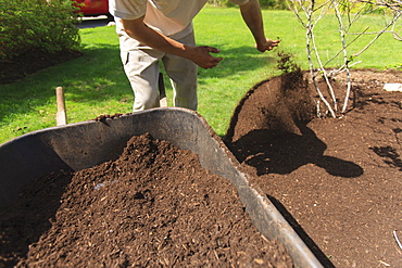 Landscaper mulching a garden using a wheelbarrow