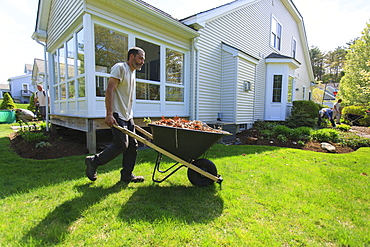 Landscapers clearing weeds at a home garden and carrying them away in a wheelbarrow