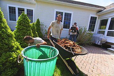 Landscapers clearing weeds into a bin at a home garden and carrying them away in a wheelbarrow