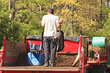 Landscaper getting mulch from the back of a truck in a wheelbarrow