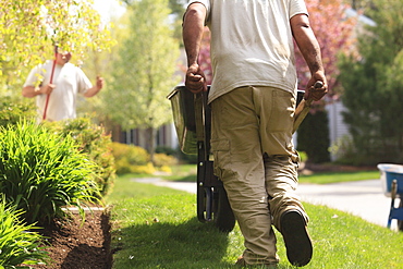 Landscaper carrying mulch to a garden in wheelbarrow