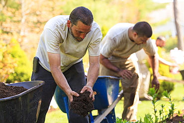 Landscapers putting mulch from wheelbarrows into a home flower garden