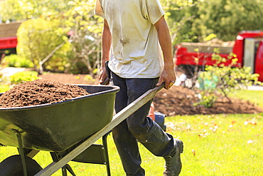 Landscaper carrying mulch to a garden in wheelbarrow