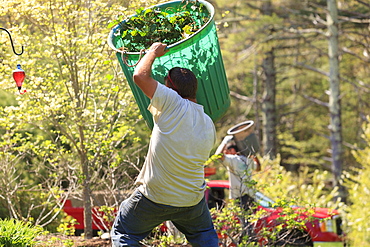 Landscapers carrying bins of weeds