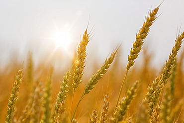 Close-up of ripening wheat heads; Alberta, Canada