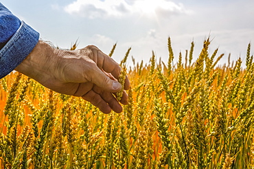 A farmer reaching out to touch the grain heads of a ripening crop; Alberta, Canada