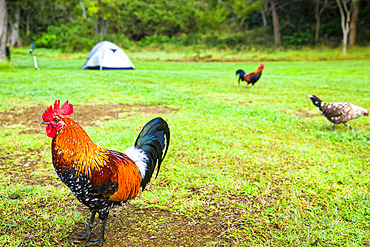 Tent camping among wild chickens, Koke'e State Park Campground; Kauai, Hawaii, United States of America