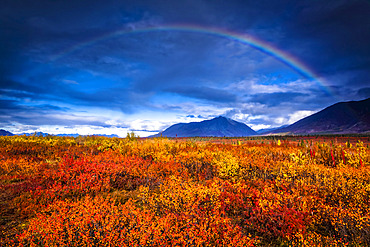 Rainbow over autumn coloured tundra, Alaska Range in the background, Interior Alaska in autumn; Cantwell, Alaska, United States of America