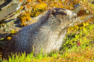 Close-up of a Hoary Marmot (Marmota caligata), Chugach National Forest, Kenai Peninsula, South-central Alaska in springtime; Seward, Alaska, United States of America